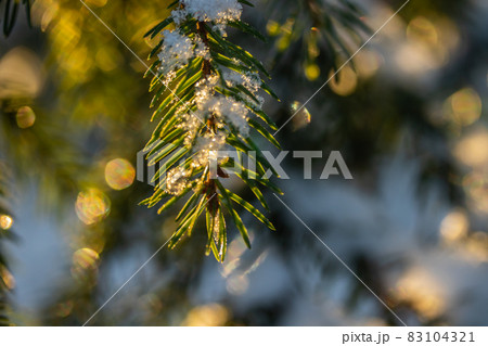 Coniferous forest at winter sunrise. Spruce branches covered with snow. Bokeh effect. Coniferous forest at winter sunrise. Spruce branches covered with snow. Bokeh effect. 83104321