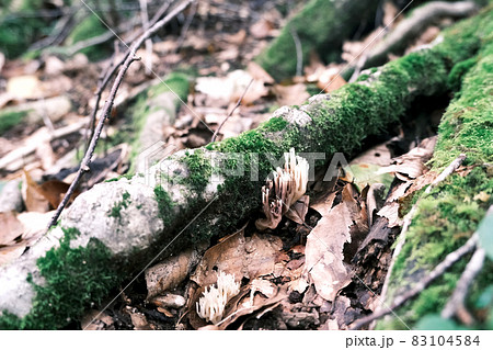 【奥入瀬渓流】枯葉と苔むした木の根 【奥入瀬渓流】枯葉と苔むした木の根 83104584