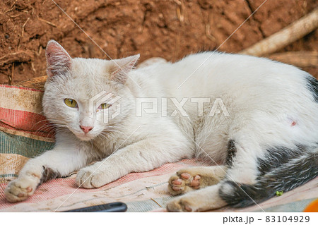 エチオピアの猫 83104929