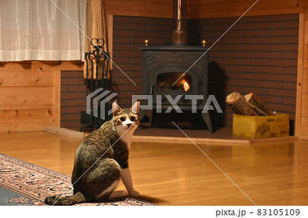 野尻高原 大学村の別荘 ログハウスに住むサバトラの仔猫の写真素材