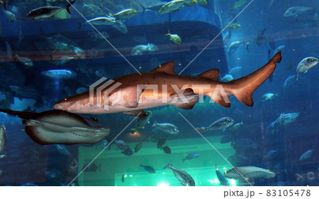 Shark swimming in a large aquarium with other fish. Beautiful blue background. Shark swimming in a large aquarium with other fish. Beautiful blue background. 83105478
