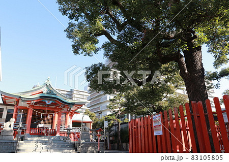 大阪市鶴見区にある鶴見神社の拝殿と夫婦楠 大阪市鶴見区にある鶴見神社の拝殿と夫婦楠 83105805