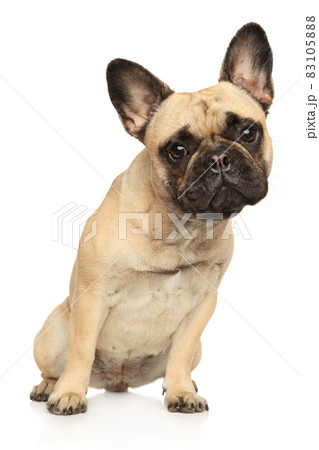 Sad French bulldog puppy 83105888