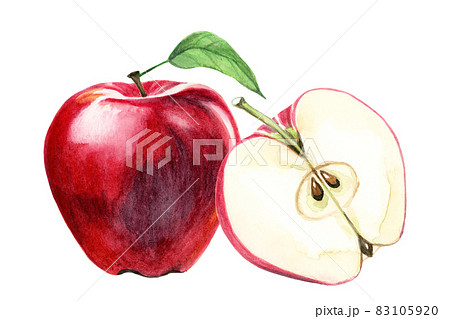 りんご【手描き水彩画】のイラスト素材 [83105920] - PIXTA