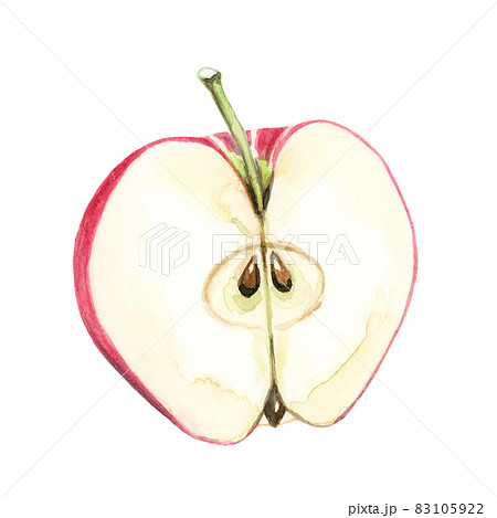 半分にカットされたリンゴ 手描き水彩画 のイラスト素材