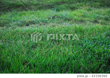 Close up of green grasses on a meadow Close up of green grasses on a meadow 83106360