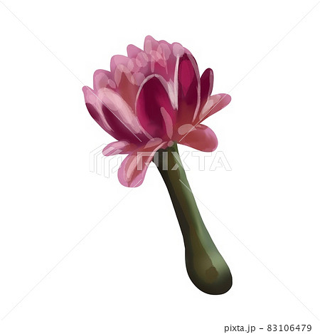 Watercolor set of flowers colors. White and pink isolated on a white background 83106479