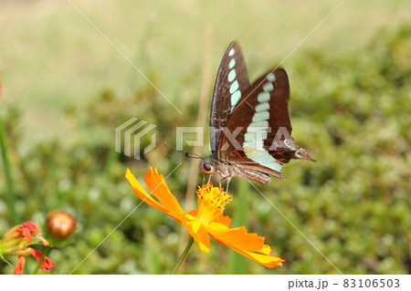 キバナコスモスとアオスジアゲハ キバナコスモスとアオスジアゲハ 83106503