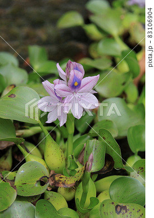 ホテイアオイの花 ホテイアオイの花 83106904