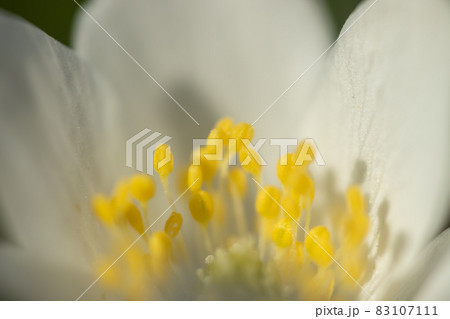 Close-up of white wood anemone and burred background. Spring in Finland. Anemone nemorosa. Close-up of white wood anemone and burred background. Spring in Finland. Anemone nemorosa. 83107111