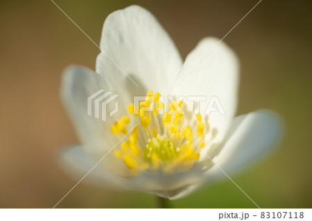 Close-up of white wood anemone and burred background. Spring in Finland. Anemone nemorosa. 83107118