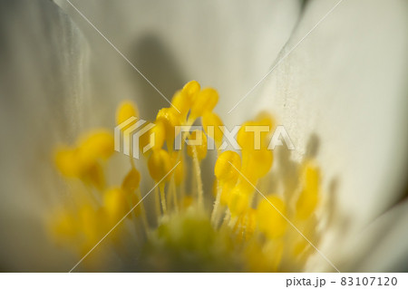 Close-up of white wood anemone and burred background. Spring in Finland. Anemone nemorosa. Close-up of white wood anemone and burred background. Spring in Finland. Anemone nemorosa. 83107120