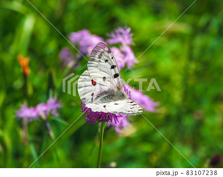 Beautiful Apollo Butterfly - Parnassius apollo, rests on a flower on a green grass background. Copy space. 83107238