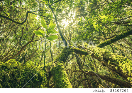 Overgrown trees in dense, misty forest nature 83107262