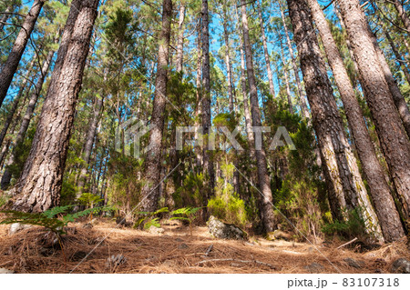 beautiful nature inside forest landscape, summer day - looking up tree trunks 83107318