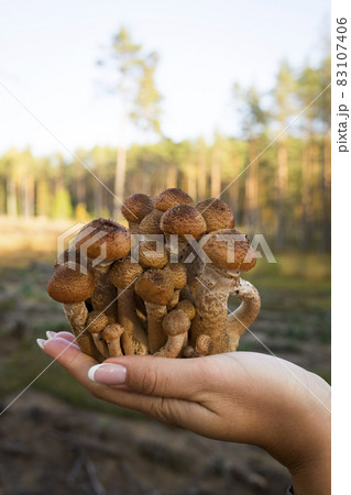 Autumn mushrooms. Picking mushrooms in the wild forest. Honey mushrooms In the hand of a mushroom picker. A family of honey agarics. Close-up vertical photography. Autumn mushrooms. Picking mushrooms in the wild forest. Honey mushrooms In the hand of a mushroom picker. A family of honey agarics. Close-up vertical photography. 83107406