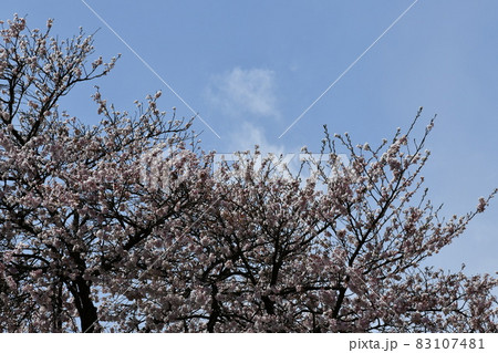 暖かな空の下の満開の桜の木 暖かな空の下の満開の桜の木 83107481