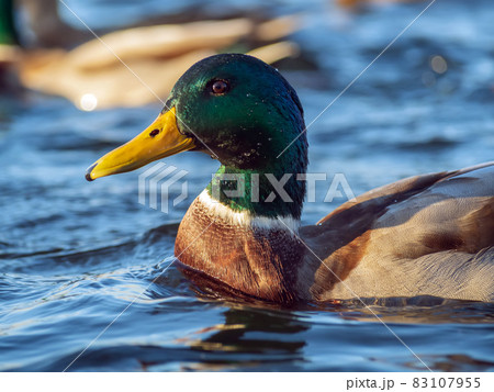 Mallard male on the water. Portrait of the drake. Close-up. 83107955