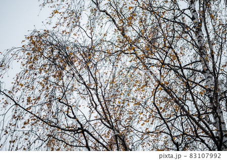 Birch tree silhouette on an autumn sky background 83107992