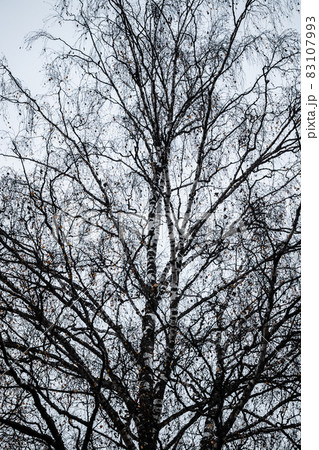 Birch tree silhouette on an autumn sky background Birch tree silhouette on an autumn sky background 83107993
