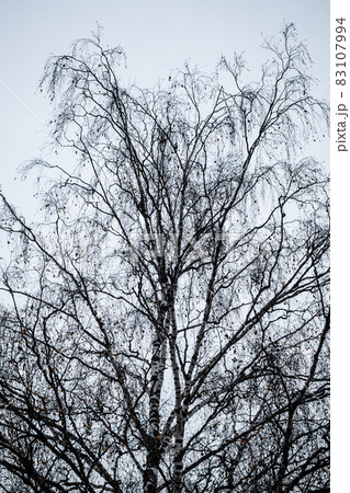 Birch tree silhouette on an autumn sky background 83107994