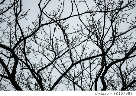 Tree branches silhouette on an autumn sky background 83107995