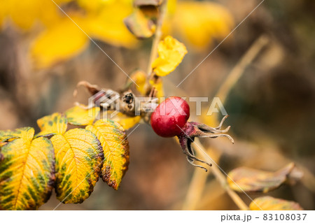 Rosa rugosa orange rosehips and yellow leaves in late autumn 83108037