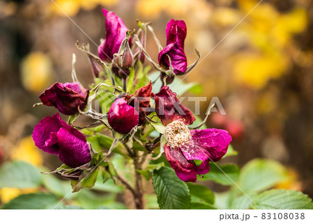 Rosa rugosa wilted flowers in late autumn Rosa rugosa wilted flowers in late autumn 83108038