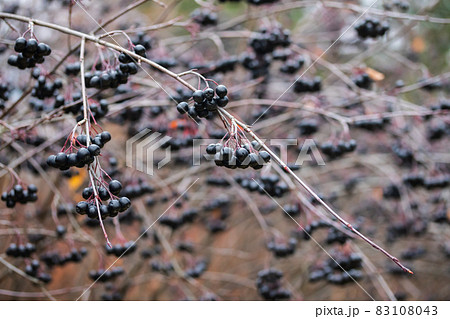 Branch with berries of chokeberry in late autumn. Branch with berries of chokeberry in late autumn. 83108043