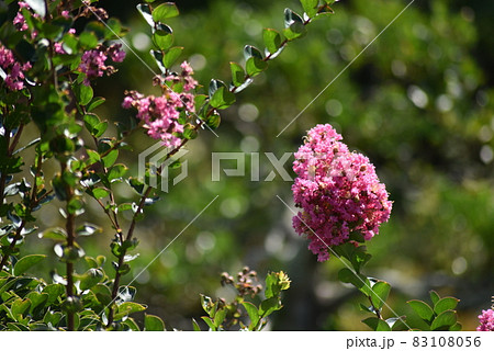 満開の百日紅の花 満開の百日紅の花 83108056