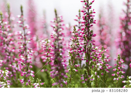 Close-up of a purple heather. Close-up of a purple heather. 83108280