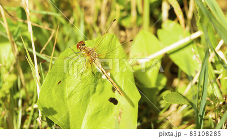 The dragonfly flew in and sat on the plant. 83108285