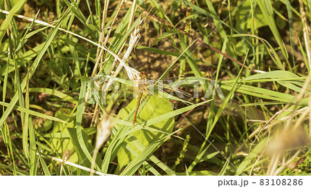 The dragonfly flew in and sat on the plant. 83108286