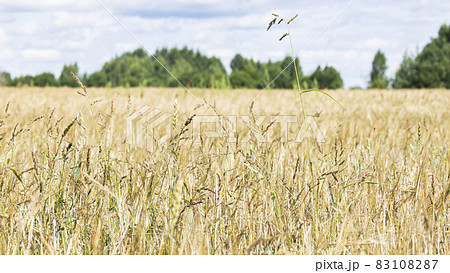Golden ears of rye. Agricultural field. 83108287