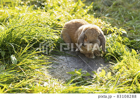 Rabbit fold-eared mini lop sits on the lawn. Little rabbit in the grass. 83108288