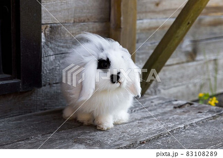 White rabbit with black spots mini lop. 83108289