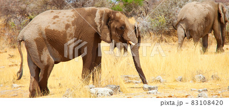 African elephant African elephant 83108420
