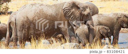 African elephant African elephant 83108421