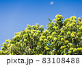 Chestnut tree crown full of raw spicky nuts against blue sky 83108488