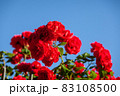 Red roses in garden in sanny day against blue sky 83108500