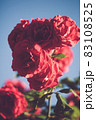Red roses in faded vintage retro teno 83108525