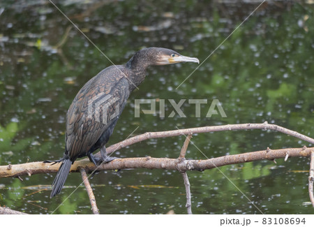 Phalacrocorax carbo great cormorant, standing on the branch 83108694