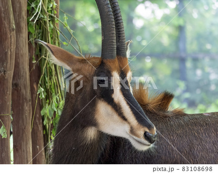 Sable antelopes a looking right at you 83108698
