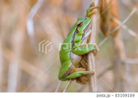 european tree frog european tree frog 83109189