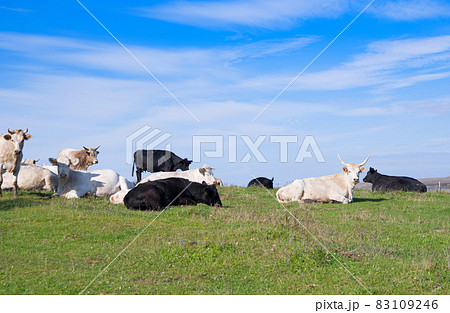cows on the meadow 83109246