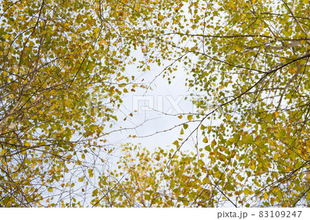birch leaves 83109247
