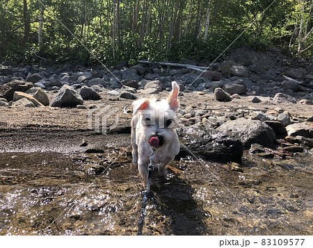 犬と川遊びの写真素材