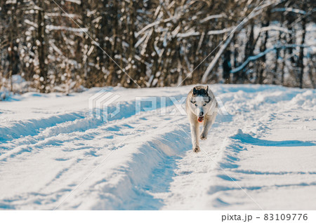 A dog walks in the winter, the dog runs through the snow. 83109776