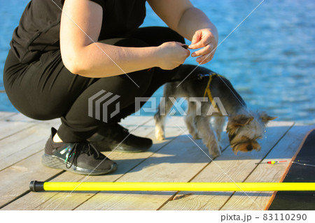 Unrecognizable fisherwoman is preparing a yellow plastic rod, stringing a bait on a hook. A Yorkshire Terrier dog watches closely. Woman and puppy on a wooden platform against a river on a summer day. Unrecognizable fisherwoman is preparing a yellow plastic rod, stringing a bait on a hook. A Yorkshire Terrier dog watches closely. Woman and puppy on a wooden platform against a river on a summer day. 83110290