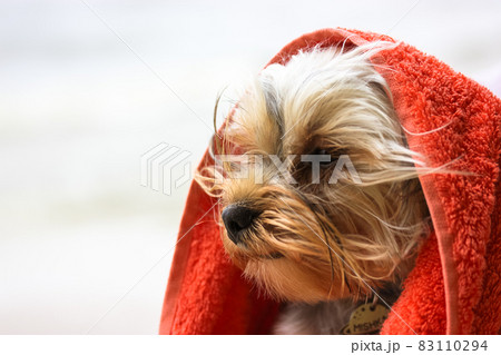Yorkshire Terrier dog in a red towel after a swim in a river, sea. Puppy resting 83110294